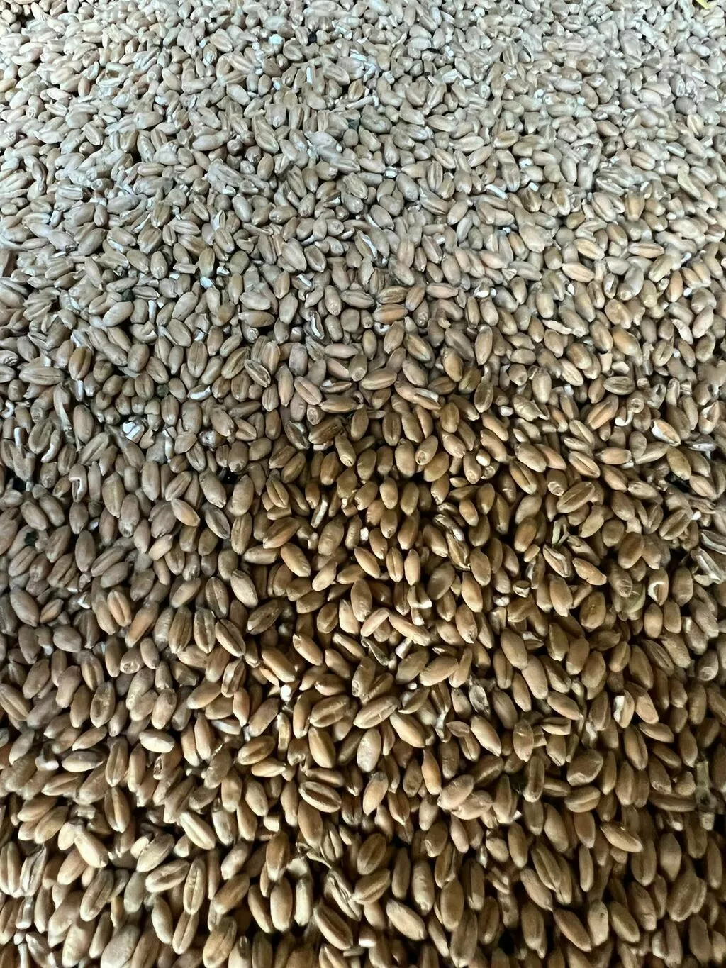 пшеница 5 класс 300тонн наличка  в Волгограде и Волгоградской области 3