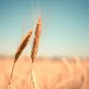 На 107 млн долларов волгоградские аграрии отгрузили зерна на экспорт