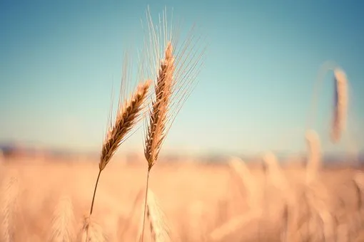 На 107 млн долларов волгоградские аграрии отгрузили зерна на экспорт