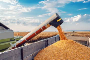 В Волгоградской области собрали 2 млн тонн зерна 