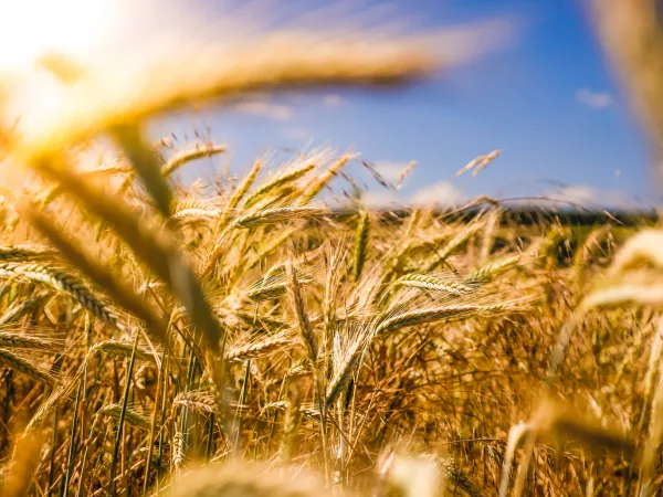 Чем заражены семена озимых зерновых под урожай 2023 в Волгоградской области