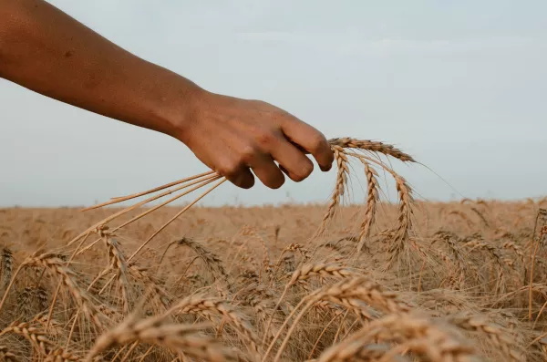 Рекордные 7 млн тонн зерна собрали волгоградские хлеборобы в этом году