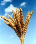 закупаем Пшеницу 3.4.5 классов юфо,цфо в Волгограде