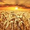 пшеница фуражная. 12500 руб/тонна. в России
