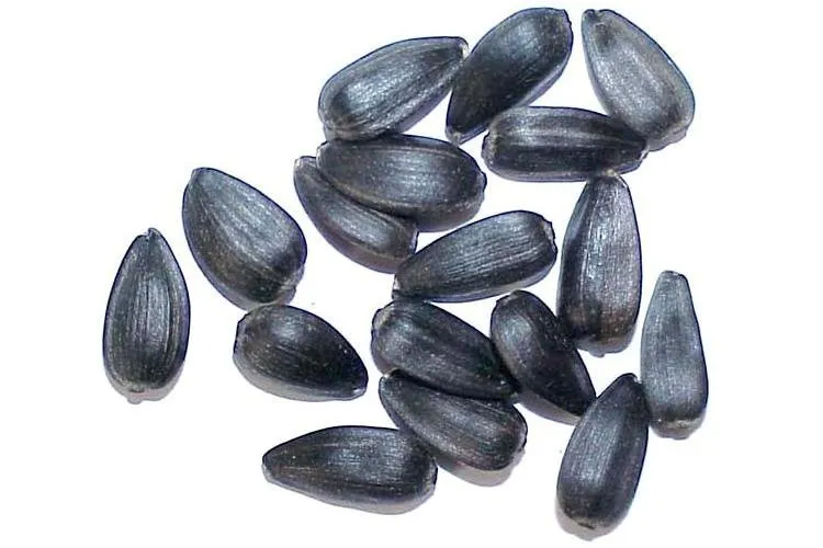фотография продукта Семена подсолненчника Лакомка